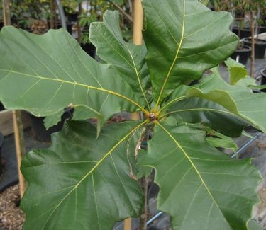 Quercus bicolor