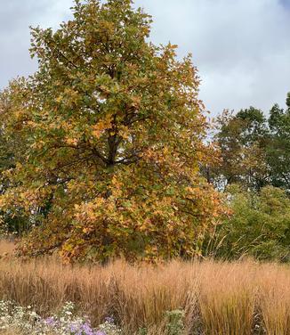 Quercus bicolor 