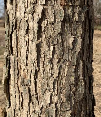 Quercus bicolor - Swamp White Oak