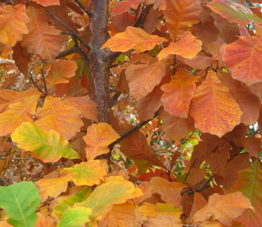 Quercus bicolor - Swamp White Oak 