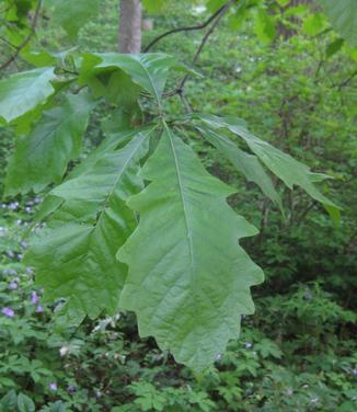 Quercus bicolor