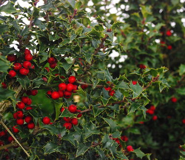 Ilex x Red Beauty