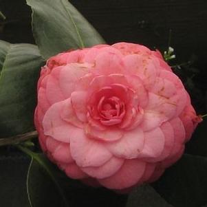 Camellia x April Rose