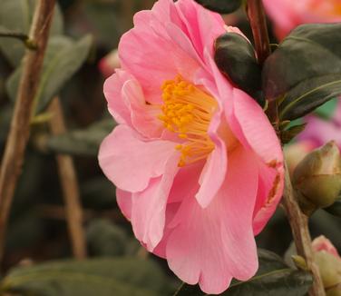 Camellia x Pink Icicle