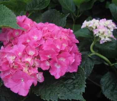 Hydrangea macrophylla 'Glowing Embers'