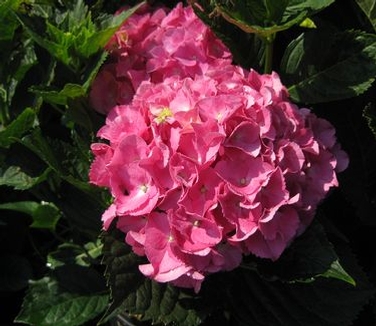 Hydrangea macrophylla Glowing Embers