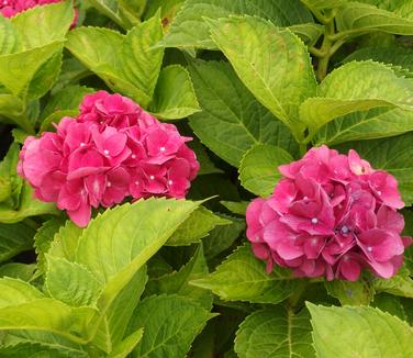 Hydrangea macrophylla Glowing Embers 