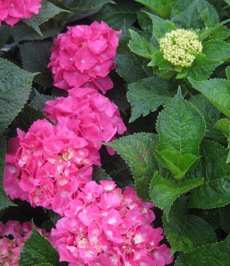 Hydrangea macrophylla 'Glowing Embers' 