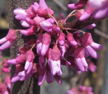 Cercis canadensis 