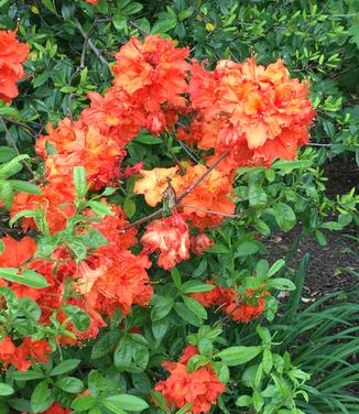 Rhododendron Gibraltar