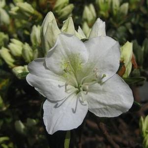 Rhododendron Delaware Valley White