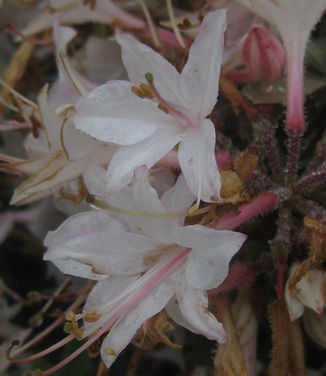 Rhododendron atlanticum Marydel 