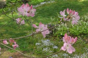 Rhododendron vaseyi 