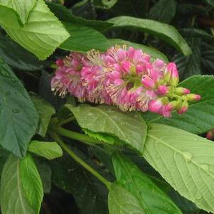 Clethra alnifolia Ruby Spice