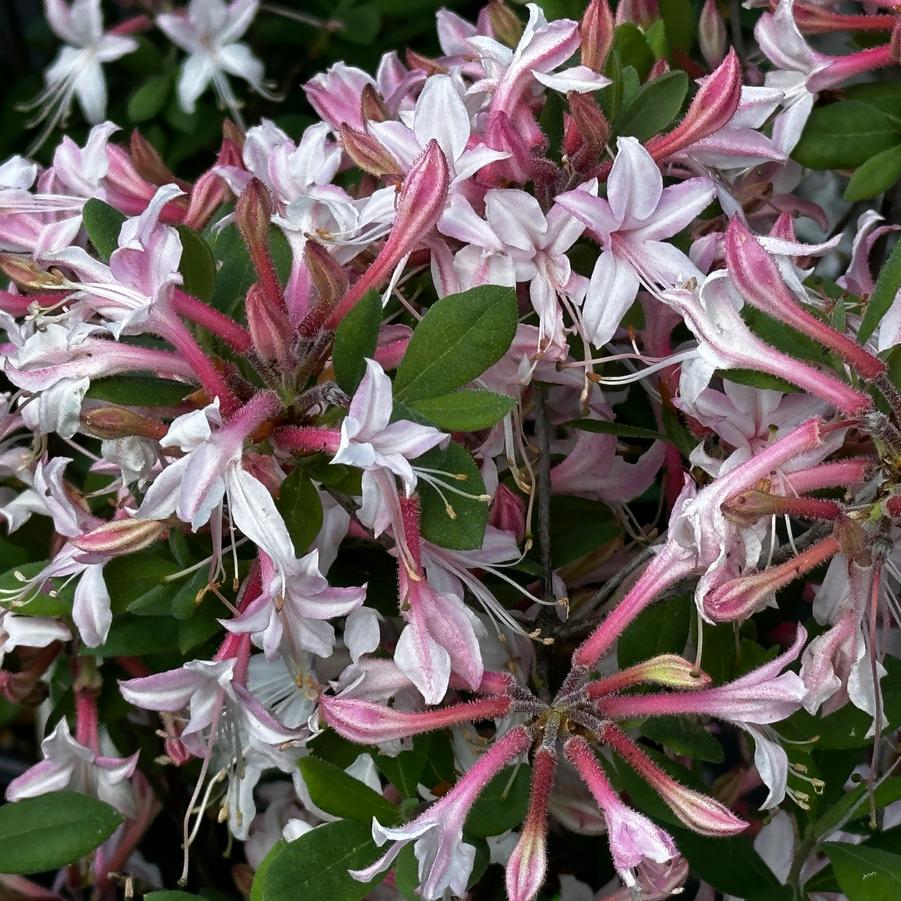 Rhododendron atlan. 'Marydel' - Coast Azalea 