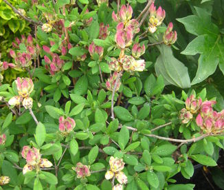 Rhododendron atlanticum Marydel 