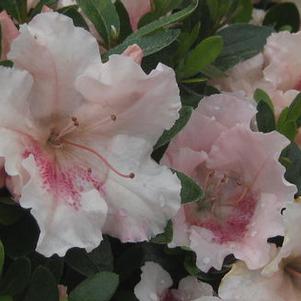 Rhododendron Gumpo Pink