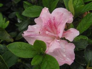 Rhododendron Nancy of Robin Hill