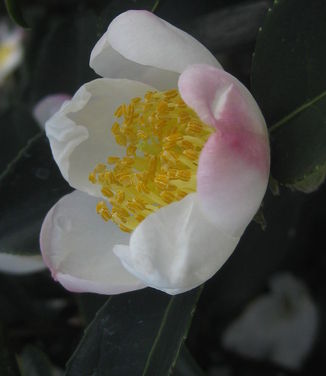 Camellia x Survivor 