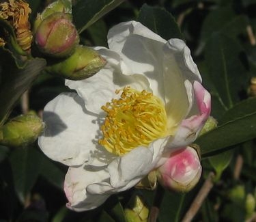 Camellia x Survivor