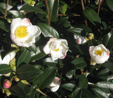 Camellia x Survivor