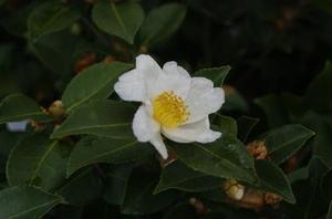 Camellia x Northern Exposure