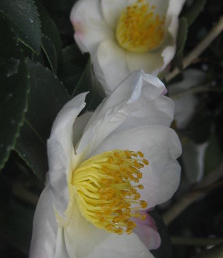 Camellia x Survivor 