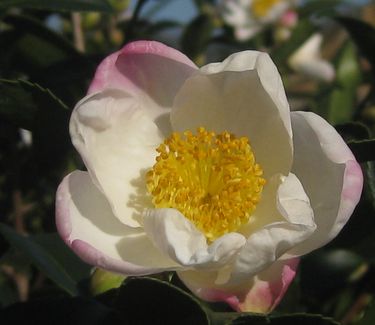 Camellia x Survivor