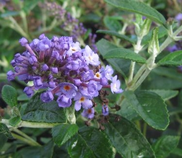 Buddleia x Flutterby Petite™ 'Blue Heaven' 