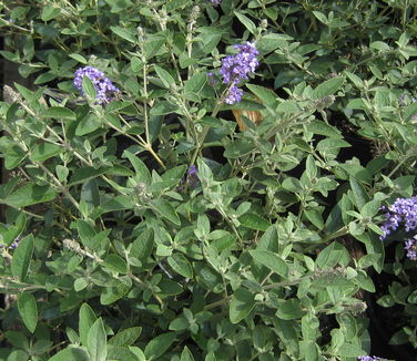 Buddleia x Flutterby Petite 'Blue Heaven' 