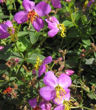 Rhexia virginica