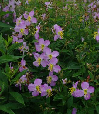 Rhexia virginica - Meadow Beauty