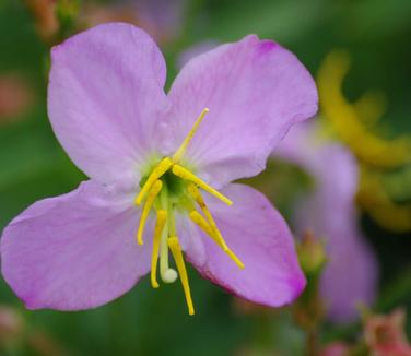  Rhexia virginica - Meadow Beauty 