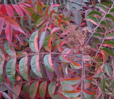 Rhus copalina Lanham's Purple