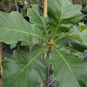 Quercus bicolor 