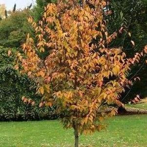 Carpinus caroliniana Rising Fire®