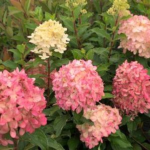 Hydrangea paniculata Limelight Prime®