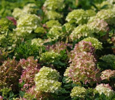 Hydrangea paniculata Little Lime