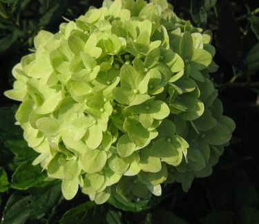 Hydrangea paniculata Little Lime™