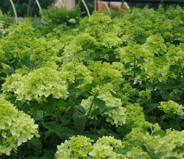 Hydrangea paniculata Little Lime