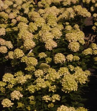 Hydrangea paniculata Little Lime