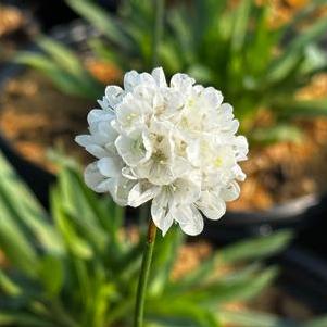 Armeria pseudarmeria Ballerina White