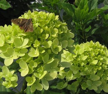 Hydrangea paniculata Little Lime™