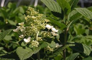 Hydrangea paniculata Little Quick Fire®