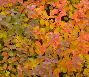 Spiraea betulifolia Tor (fall color)