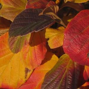 Fothergilla gardenii Suzanne