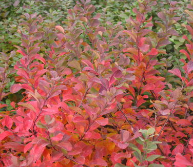 Spiraea betulifolia Tor - Birchleaf Spiraea