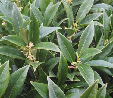 Sarcococca hook. hum. Fragrant Mountain