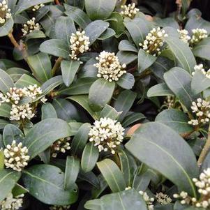 Skimmia japonica Female