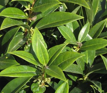 Sarcococca hookeriana var. humilis Fragrant Mountain